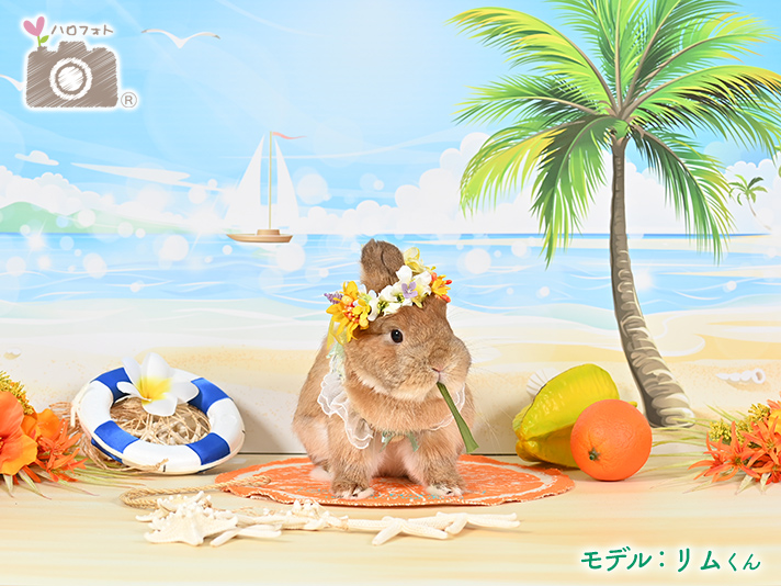 モデル：リムくん