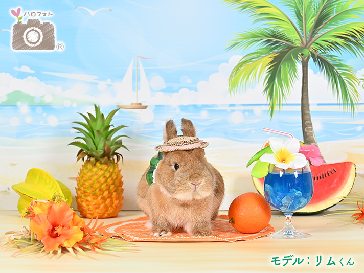 モデル：リムくん