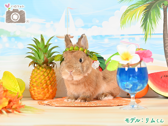 モデル：リムくん