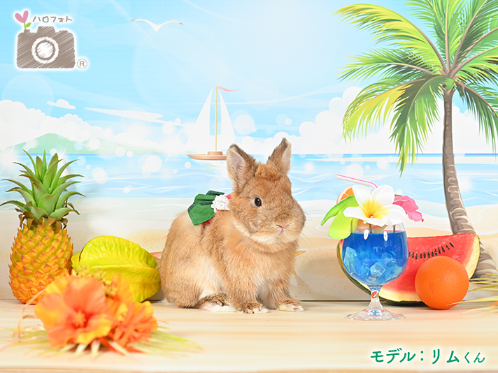 モデル：リムくん