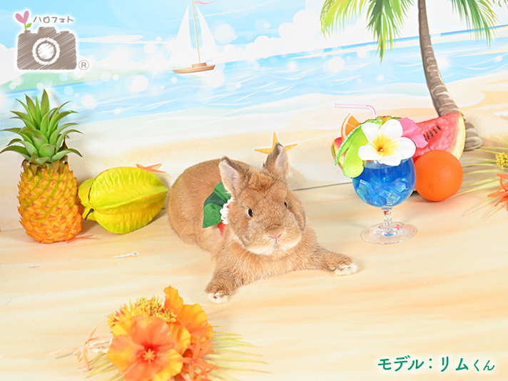 モデル：リムくん