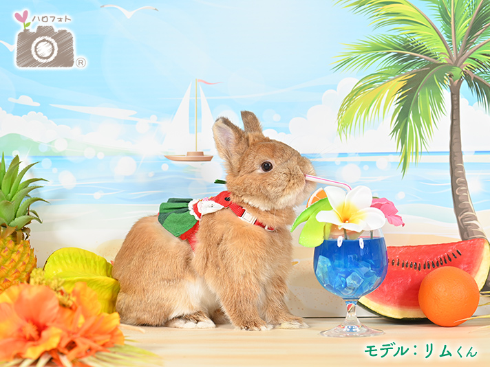 モデル：リムくん