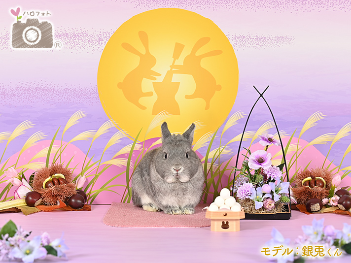 モデル：銀兎くん