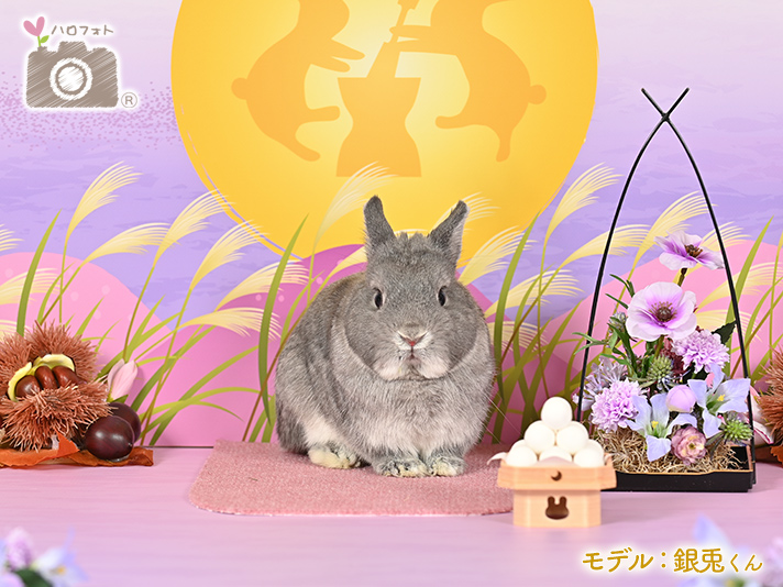 モデル：銀兎くん