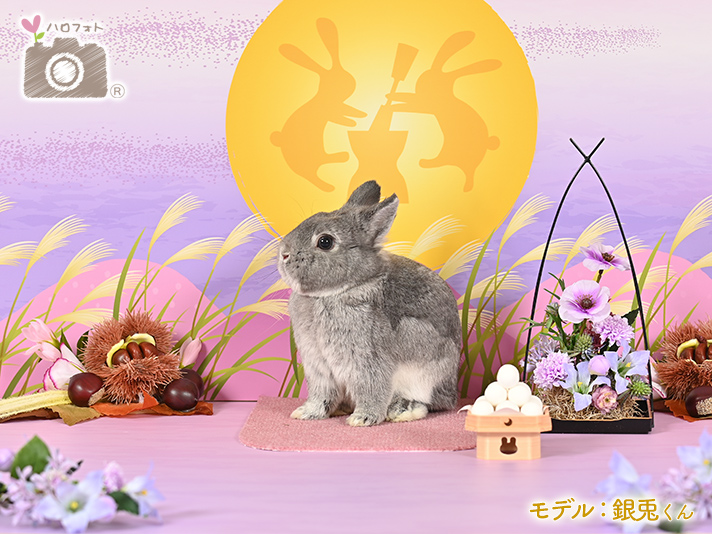 モデル：銀兎くん