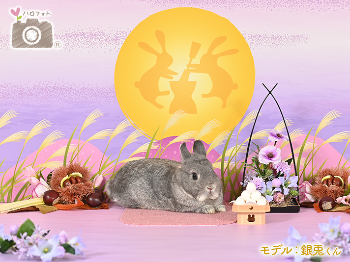 モデル：銀兎くん