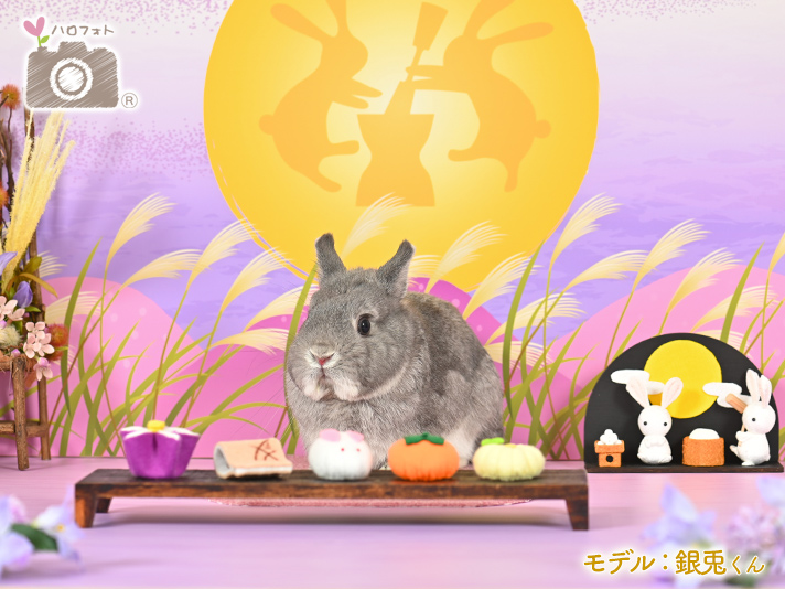 モデル：銀兎くん