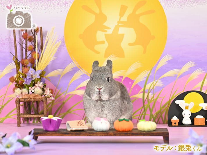 モデル：銀兎くん