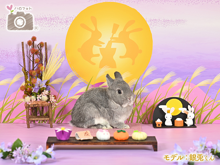 モデル：銀兎くん
