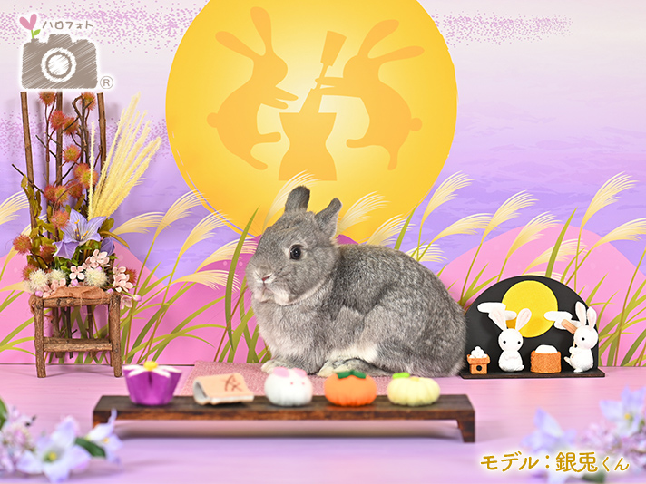 モデル：銀兎くん