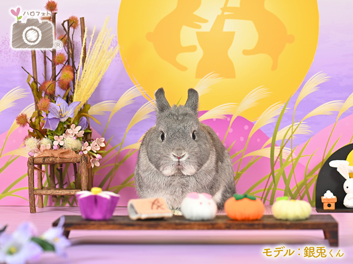 モデル：銀兎くん