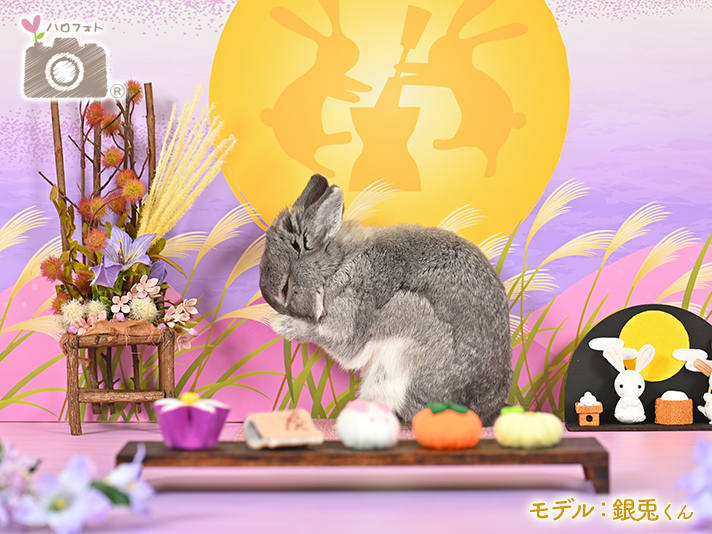 モデル：銀兎くん