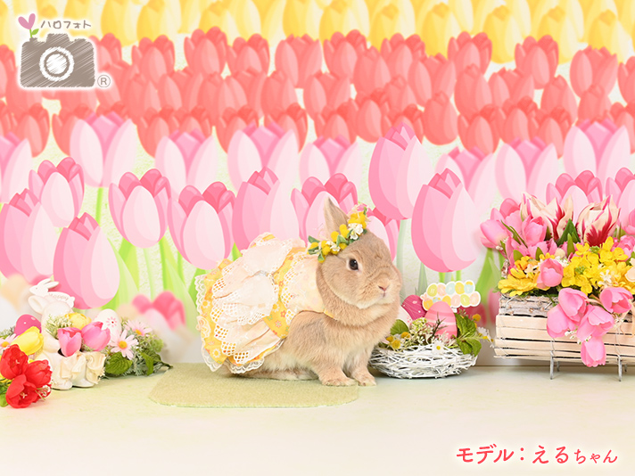 モデル：えるちゃん