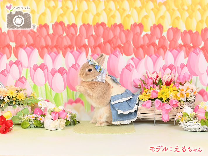 モデル：えるちゃん