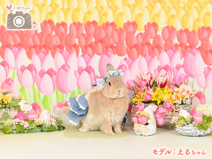 モデル：えるちゃん