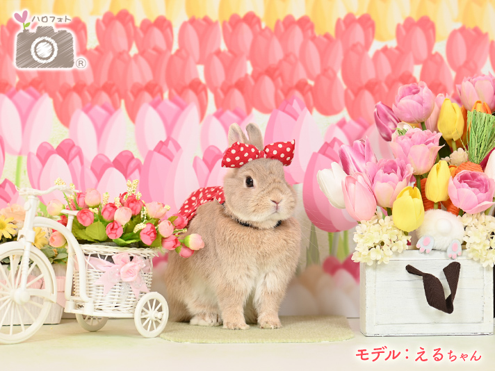 モデル：えるちゃん