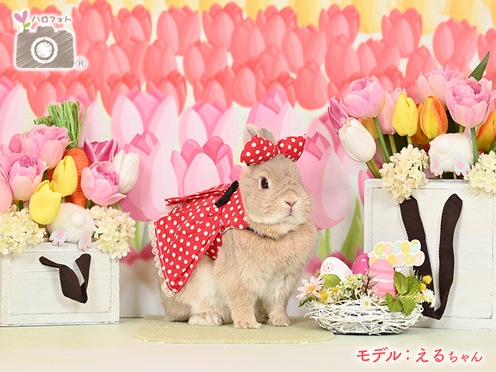 モデル：えるちゃん