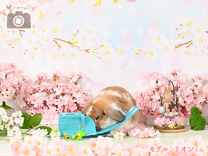 モデル：リオンくん