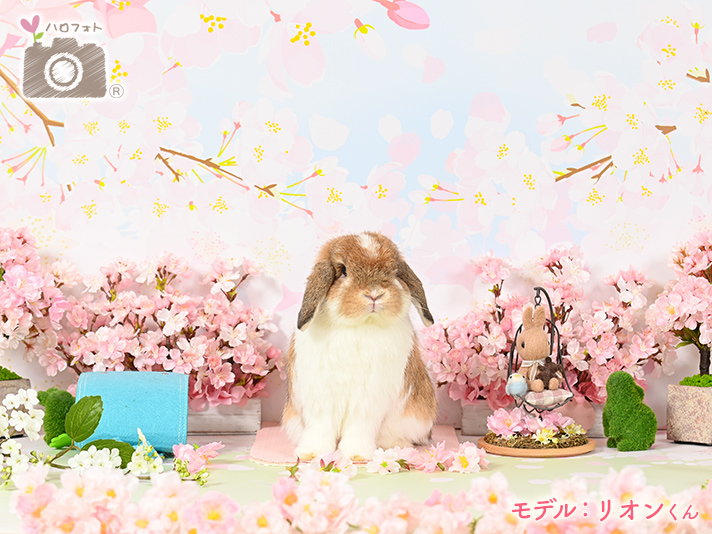 モデル：リオンくん