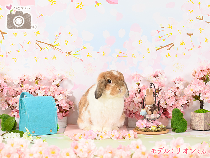 モデル：リオンくん