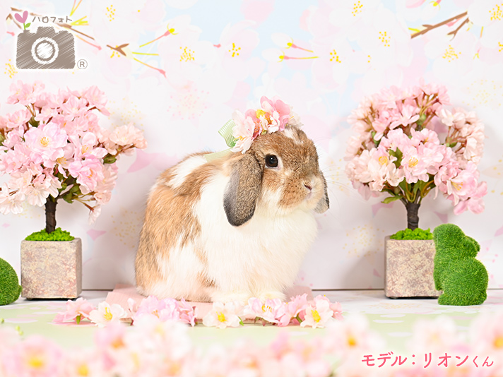 モデル：リオンくん