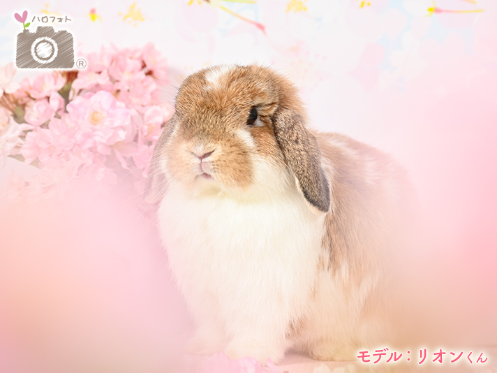 モデル：リオンくん