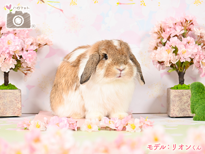 モデル：リオンくん