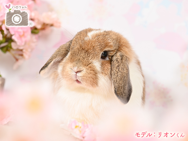 モデル：リオンくん