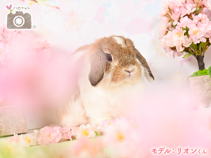 モデル：リオンくん