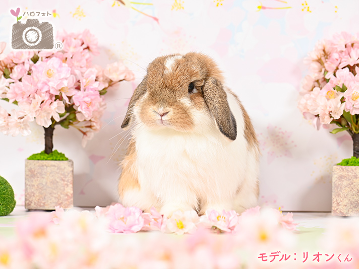 モデル：リオンくん